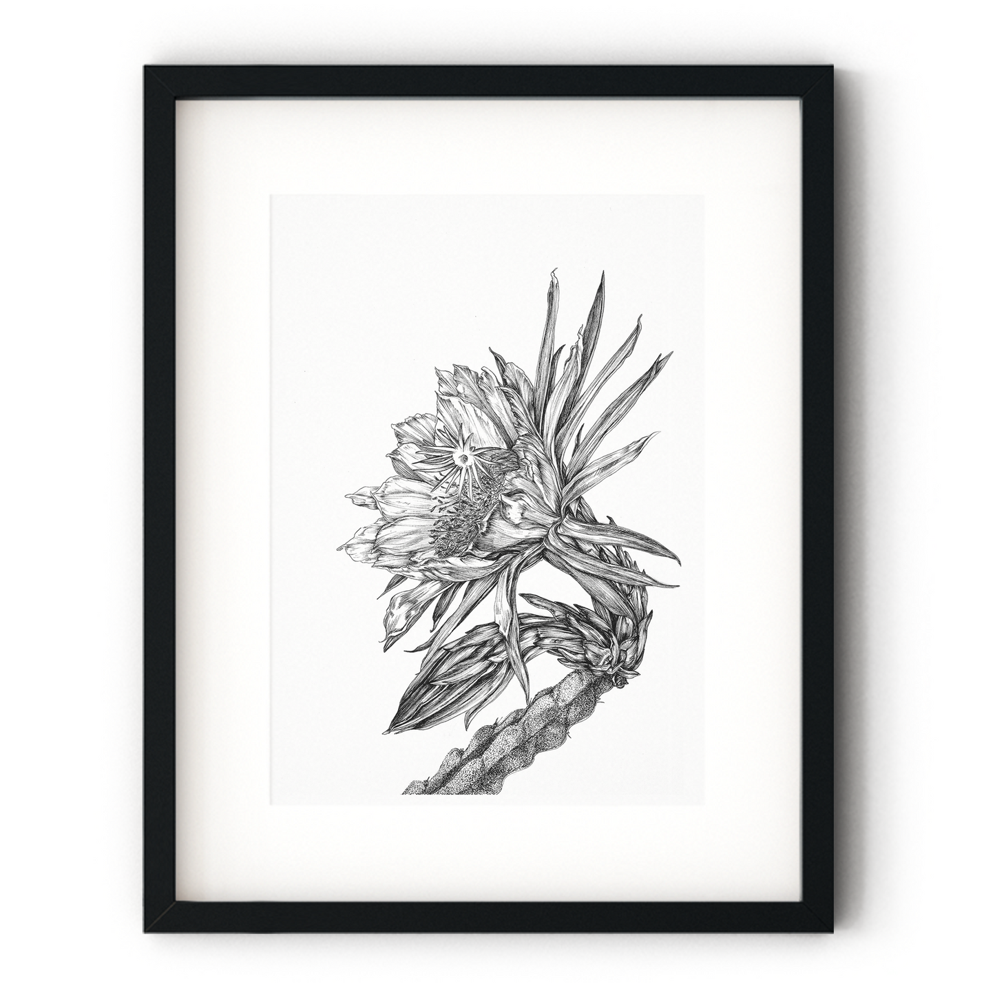 Painting & Drawing: Morgan Snyder [Dragon Fruit Flower]