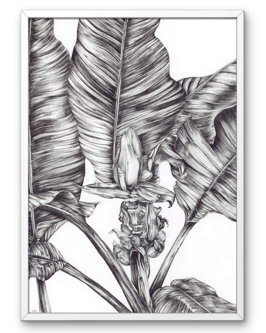 Morgan Snyder: Backyard Banana